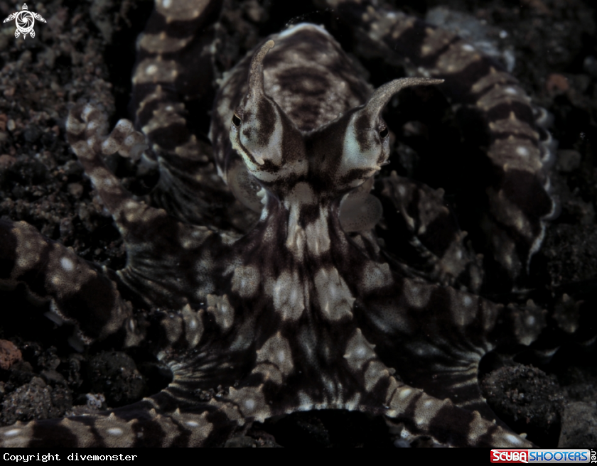 A mimic octopus 