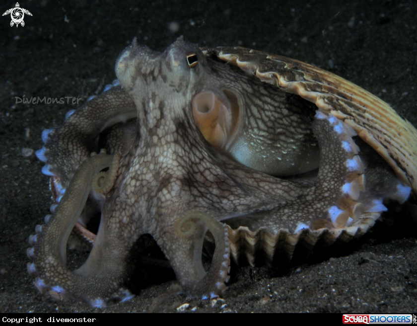 A coconut octopus