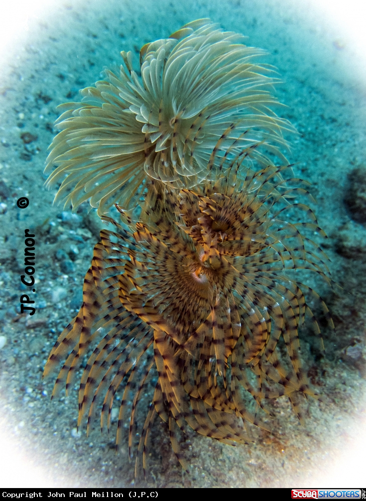 A Spirographe