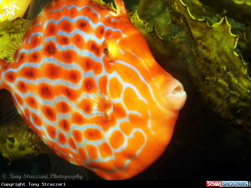 A Mosaic leatherjacket