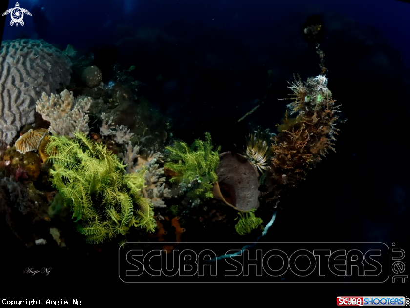 A coral reef
