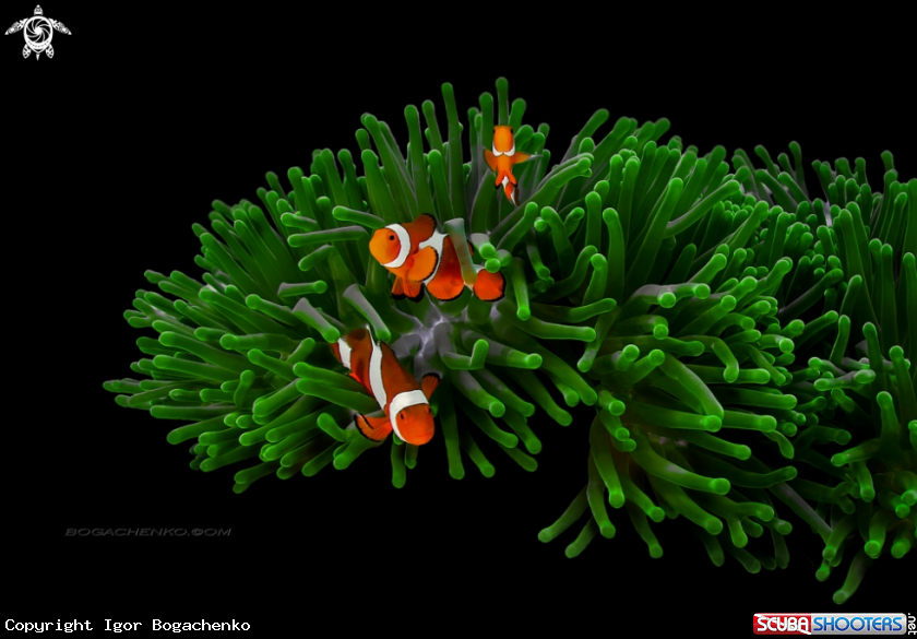 A Amphiprion ocellaris & Heteractis magnifica