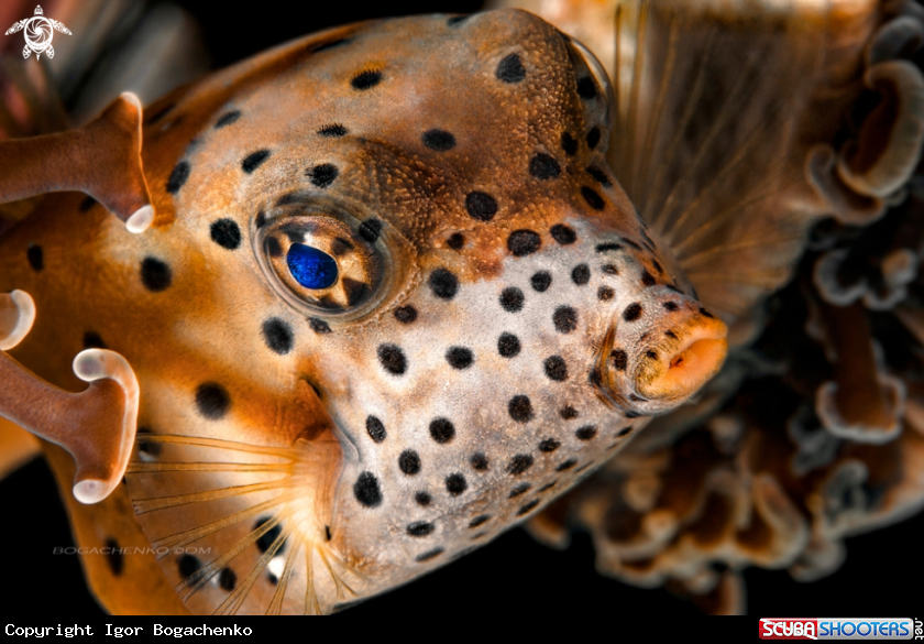 A Yellow Boxfish