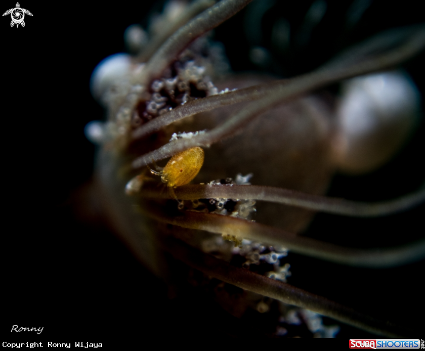 A Ladybug amphipod