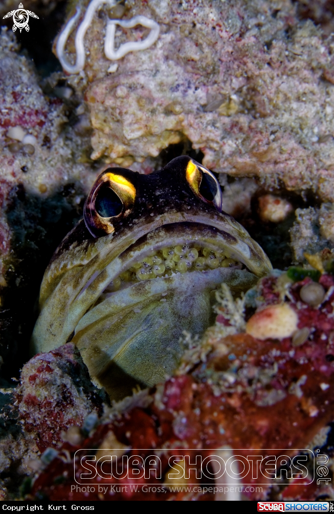 A Jaw fish with Egg's