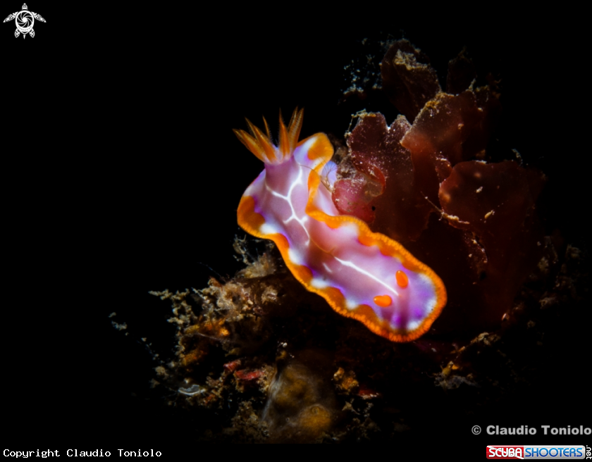 A Hypselodoris Iacula Gosliner & R, Johnson