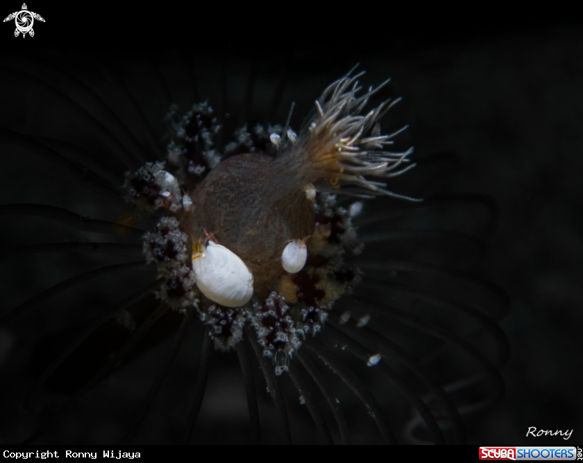 A Hydropolyp and Ladybug Amphipod