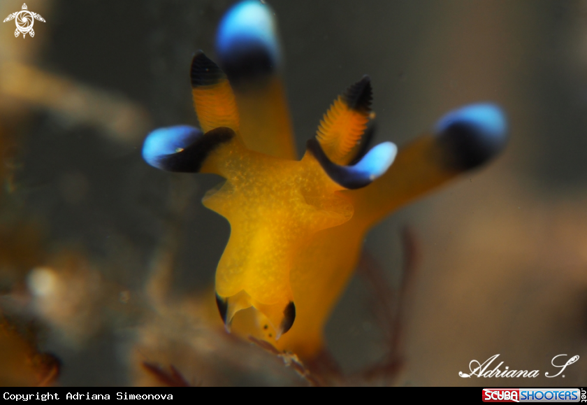 A Nudibranch