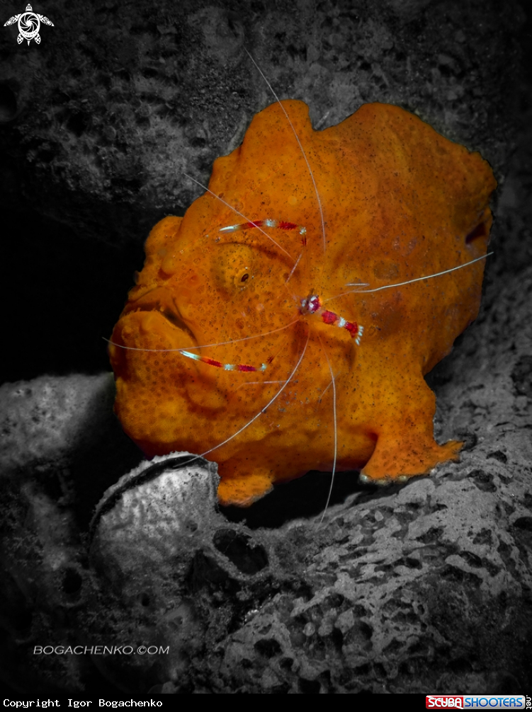 A Painted frogfish & Banded Boxer Shrimp