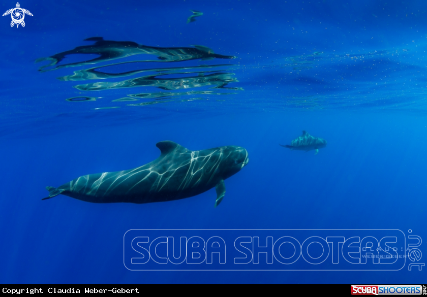 A Pilot whales 