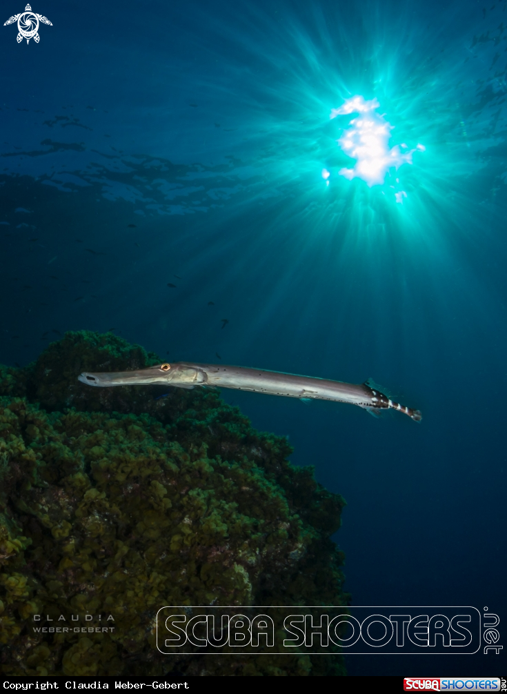 A tumpet fish