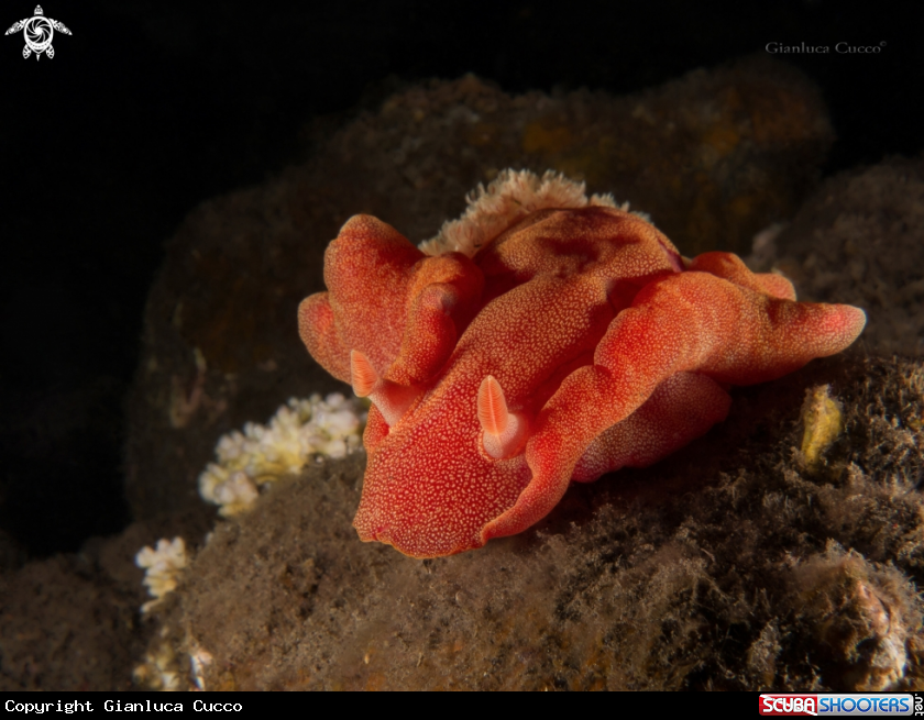 A Spanish dancer,Ballerina spagnola