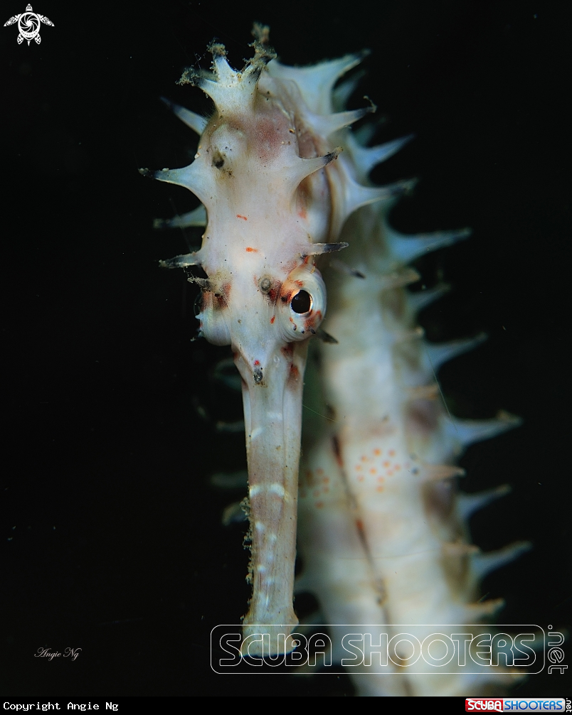 A Seahorses