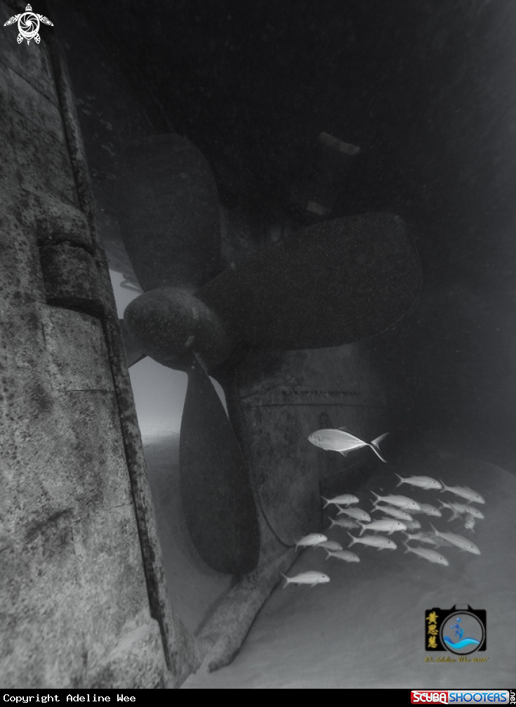 A Propeller of Kittiwake