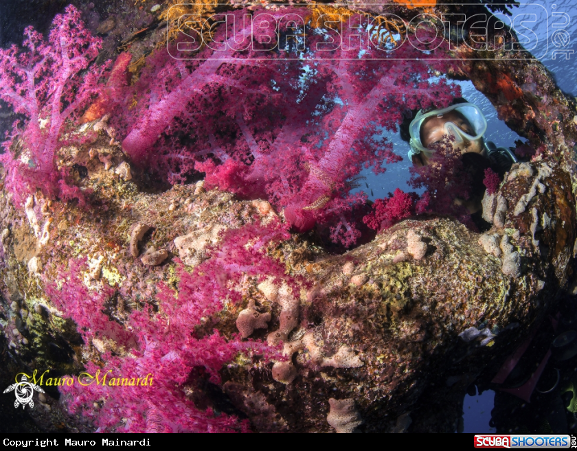 A Soft coral
