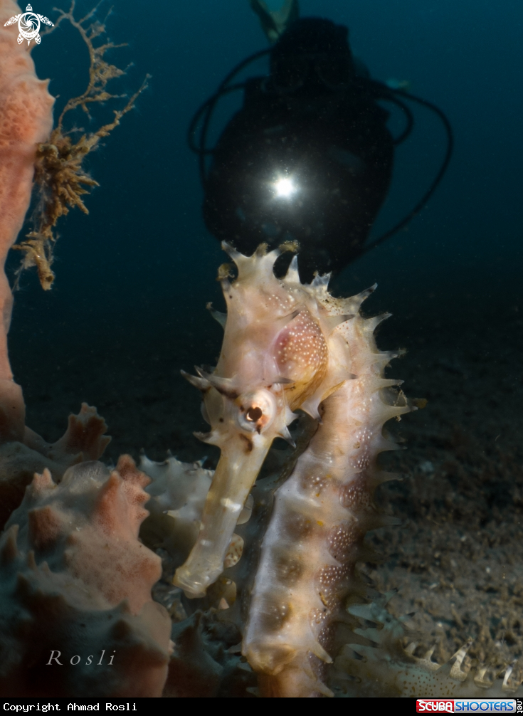 A Seahorse
