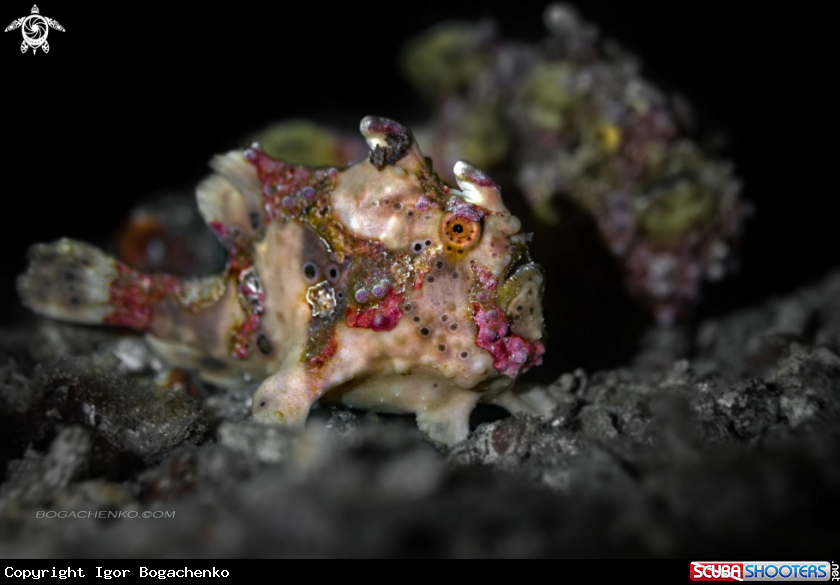 A Yellow Warty Frogfish 