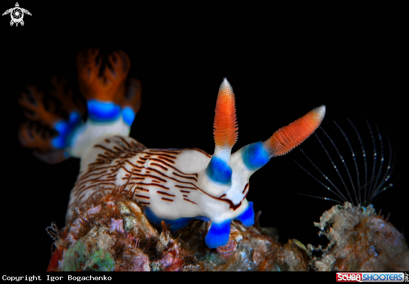 A Nudibranch