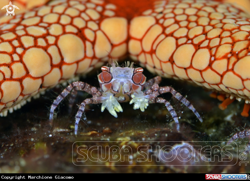 A Pom Pom crab