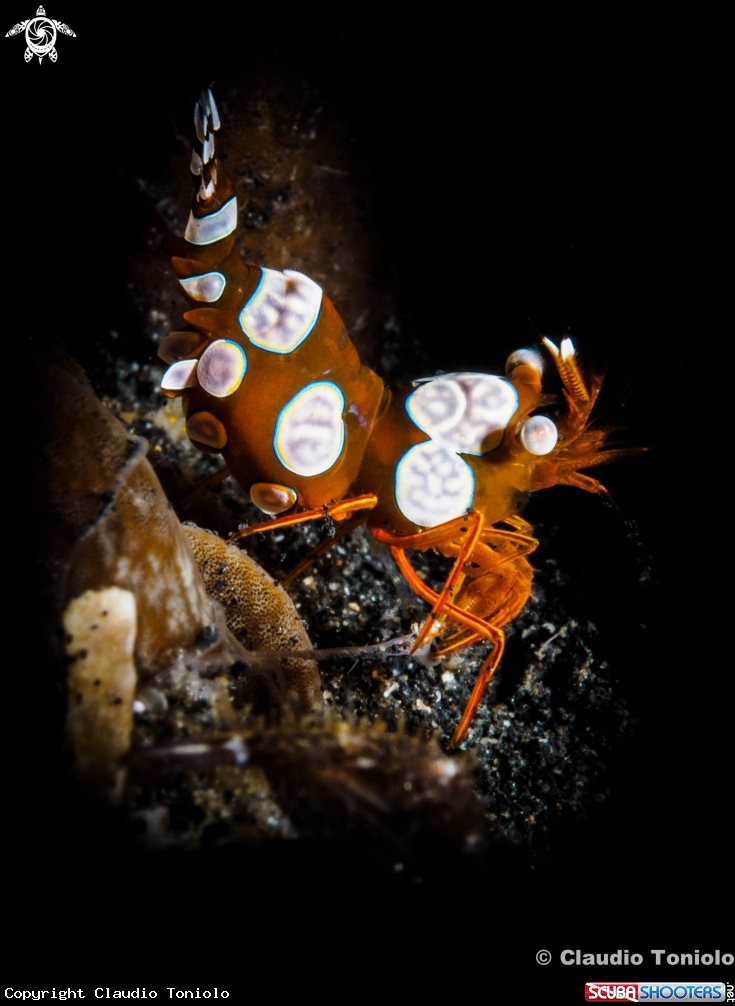 A Squat Shrimp - Broken back Shrimp - Hippolytidae