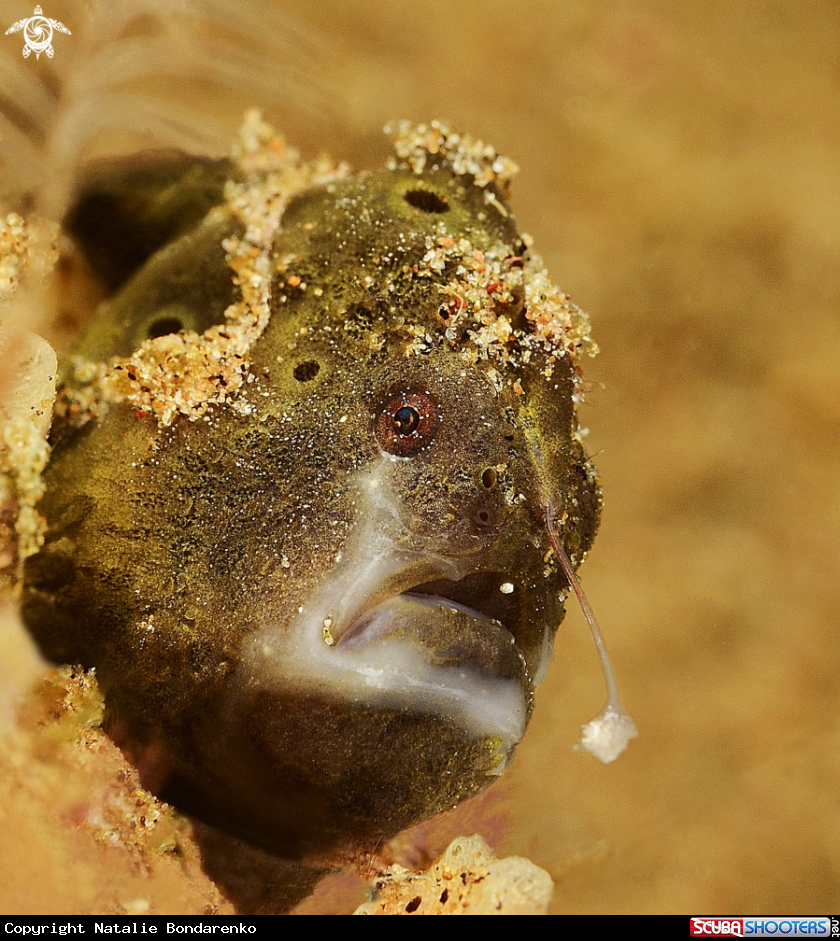 A Juvenile frog fish