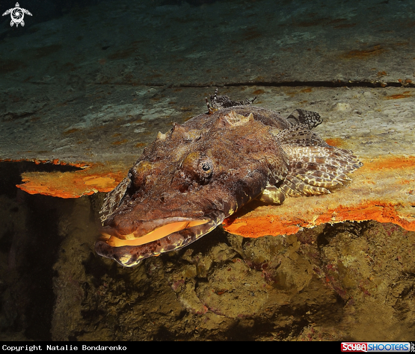 A Crocodile fish