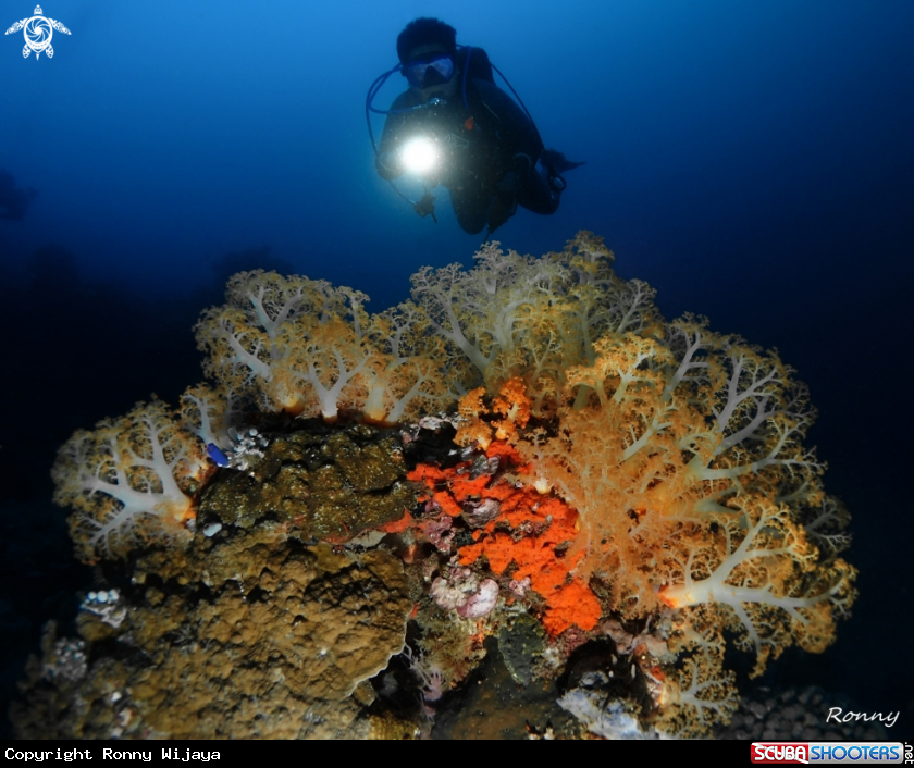 A Softcoral