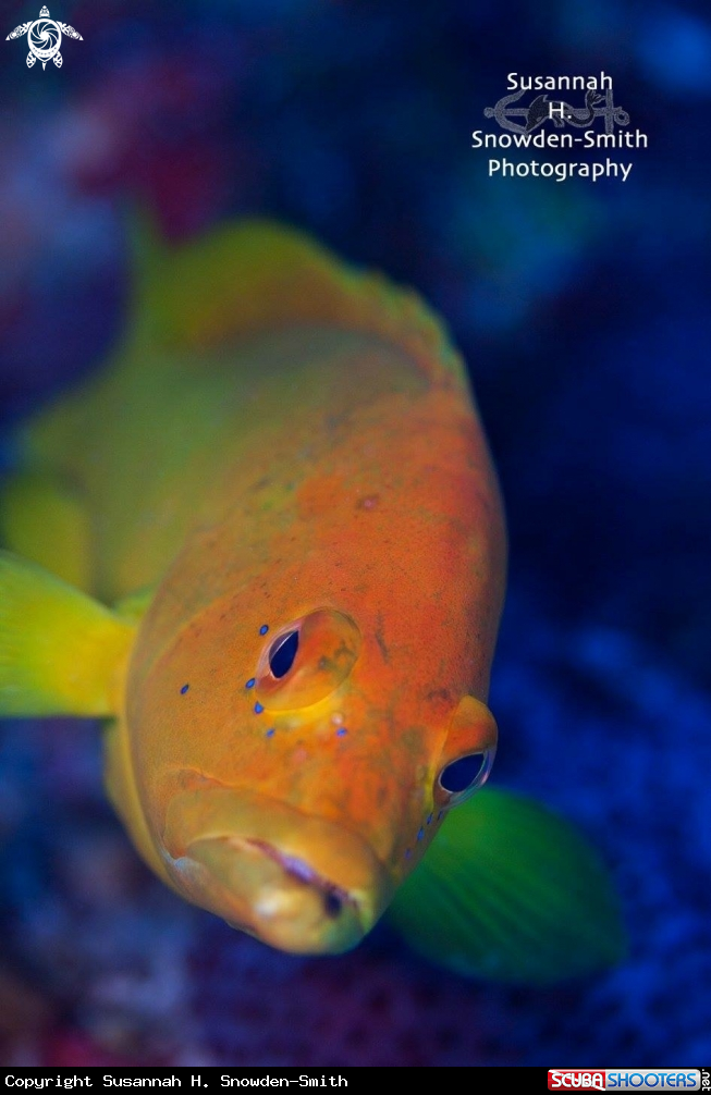 A Golden coney