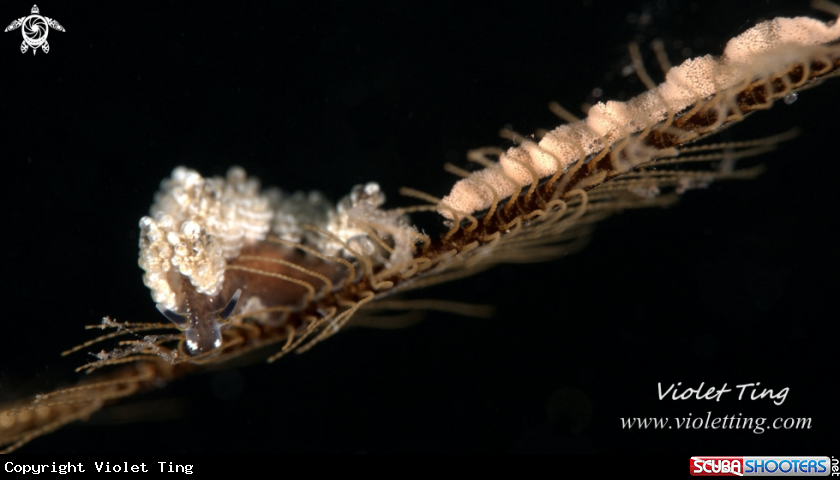 A Nudibranch