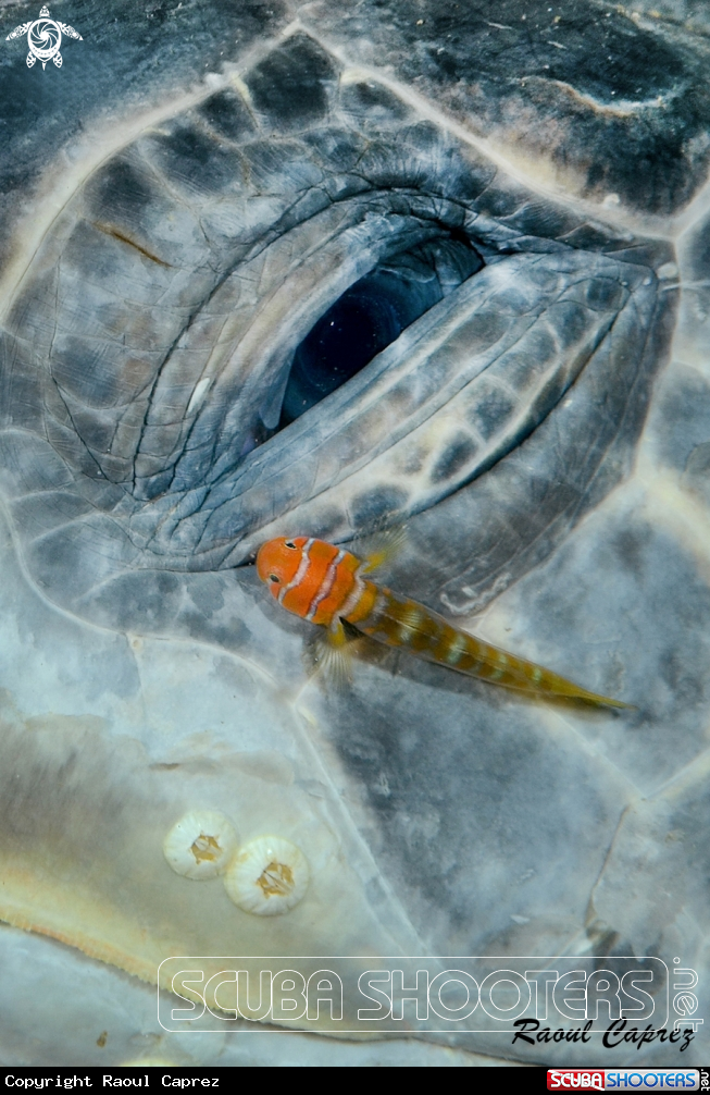 A Turtle