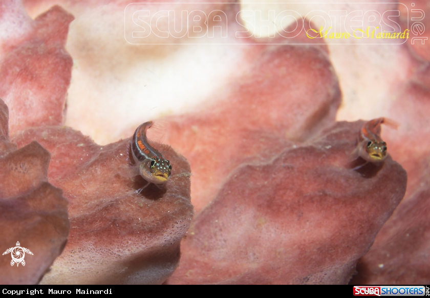 A Gobys