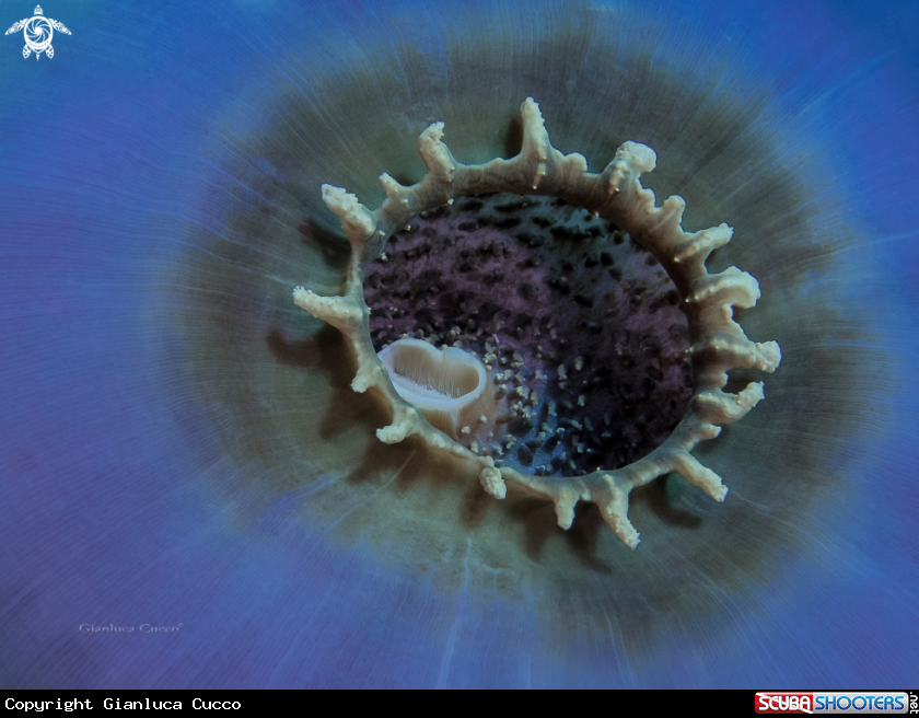 A  Elephant ear anemone,Attinia orecchio di elefante