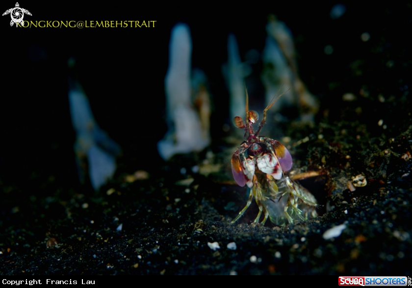 A Peacock Mantis Shrimp