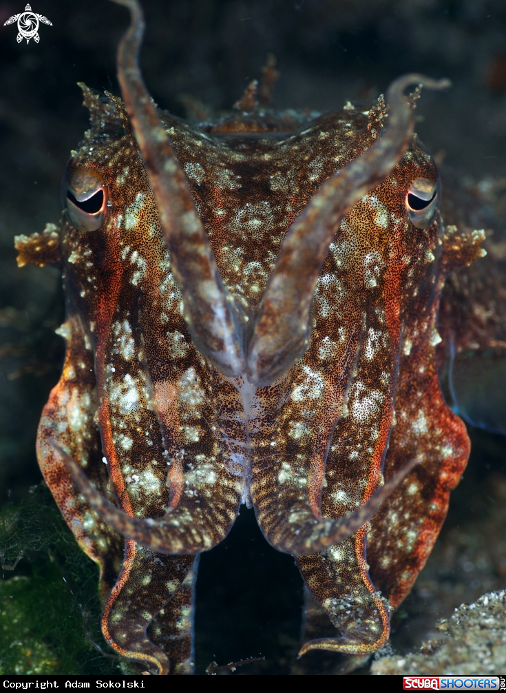 A Cutle Fish