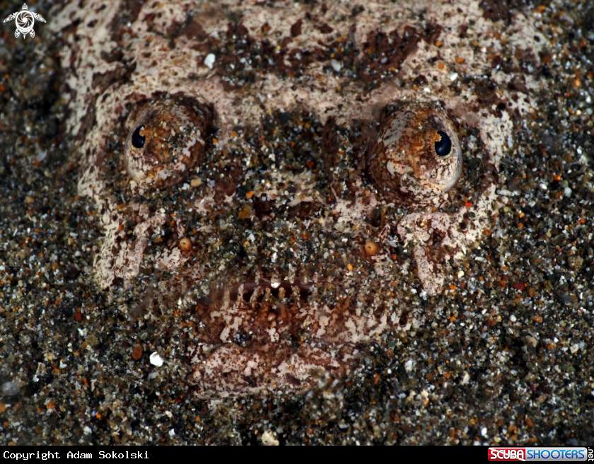 A Star gazer