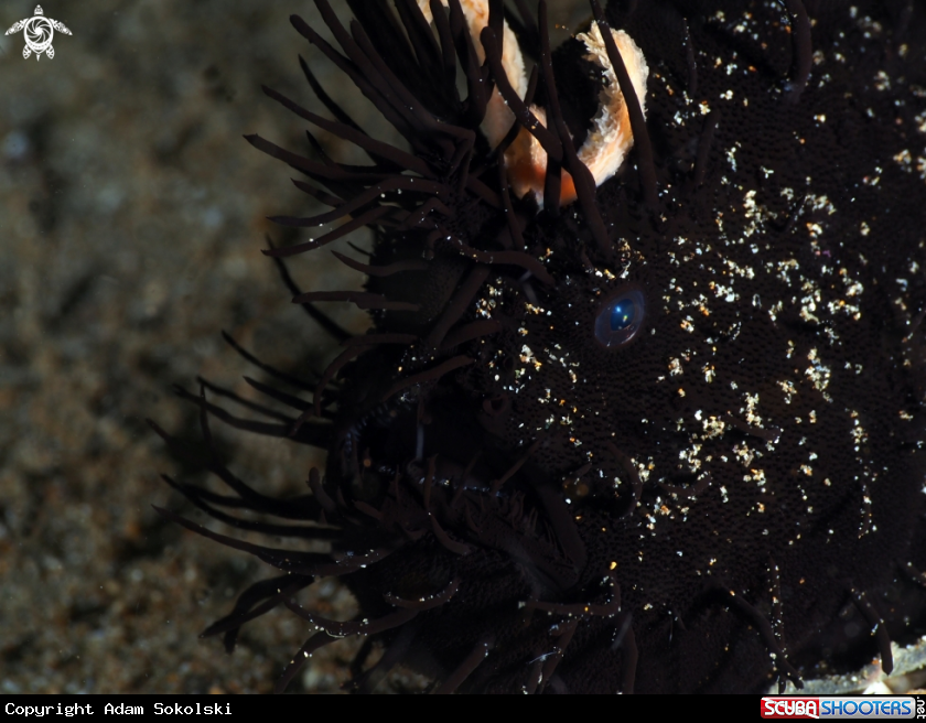 A Black hairy frogfish