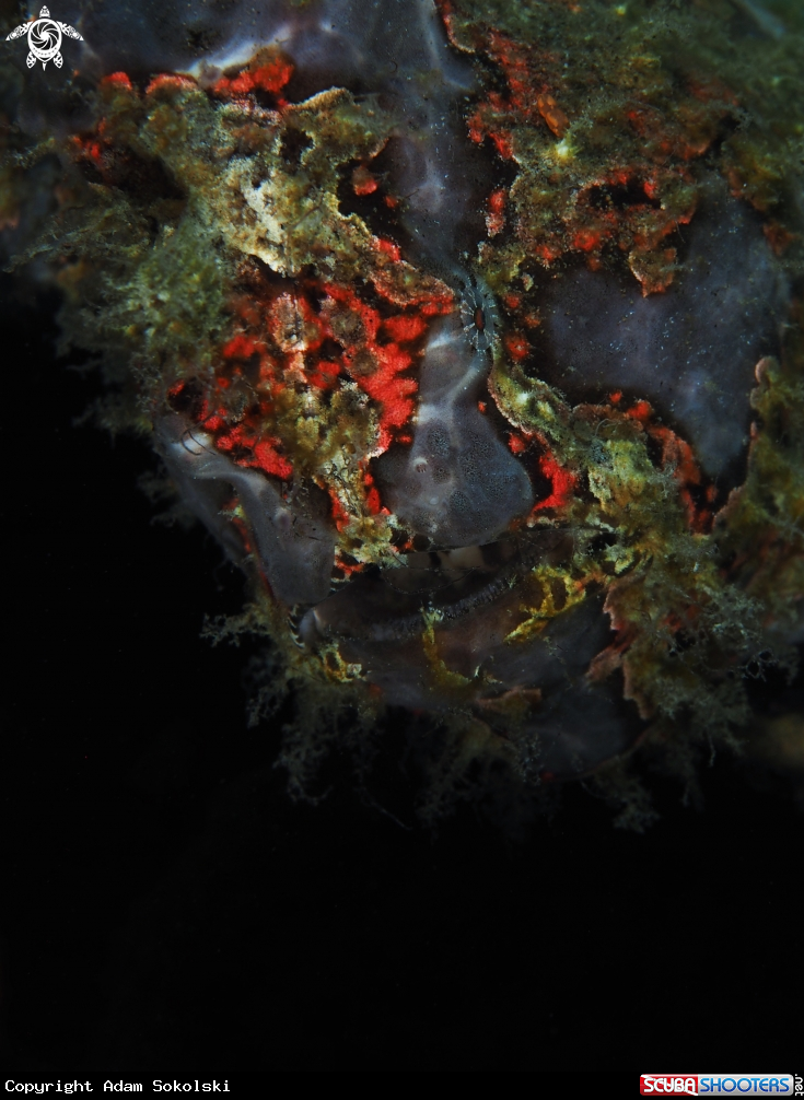 A Frogfish