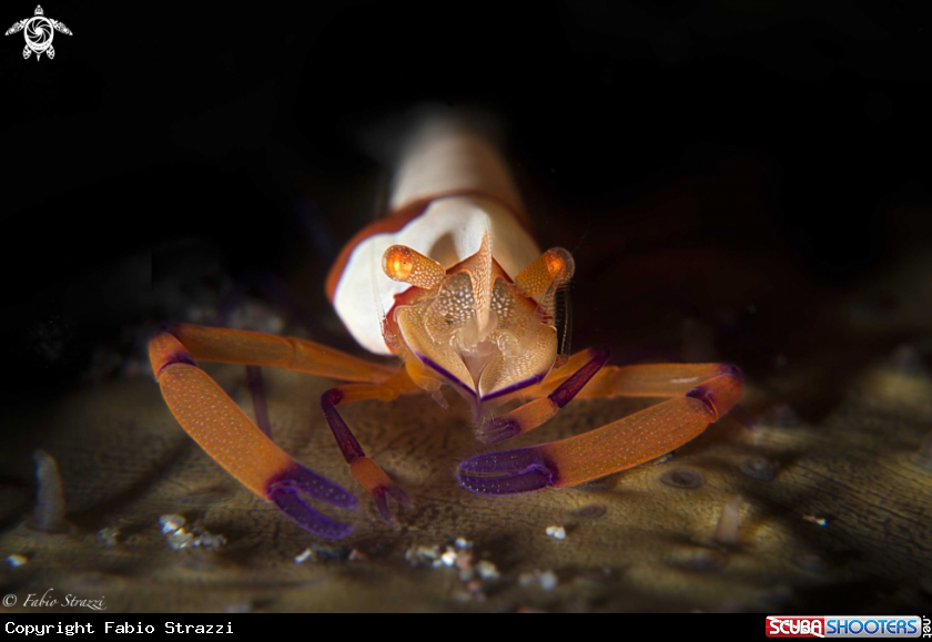 A Emperor shrimp