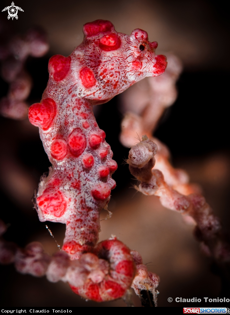 A Bargibanti Pygmy Seahorse