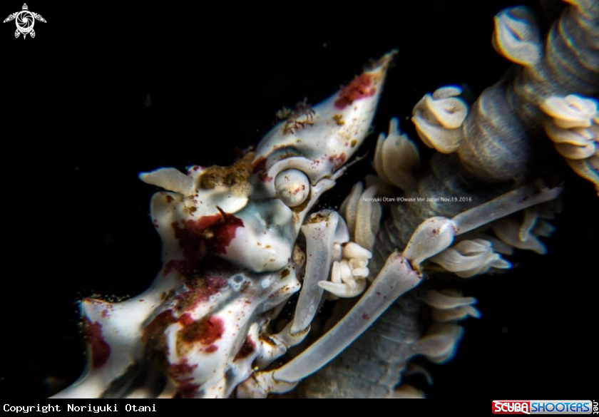 A  Xeno Crab
