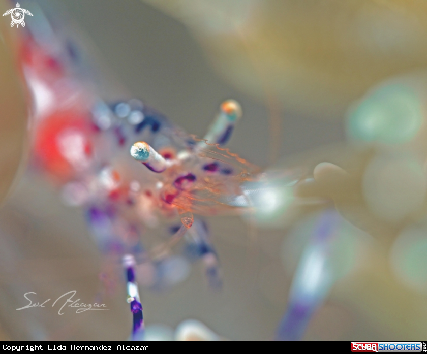 A Transparent Shrimp 