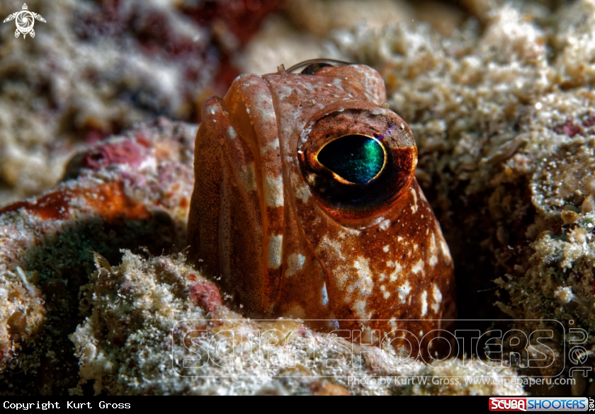 A Jaw Fish