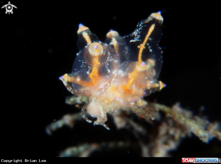 A Nudibranch