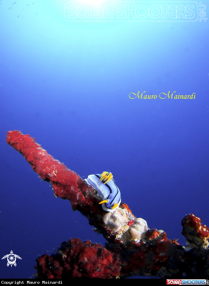 A Nudi & light
