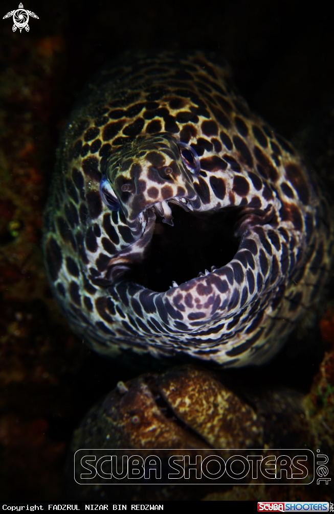 A Honeycomb moray eel