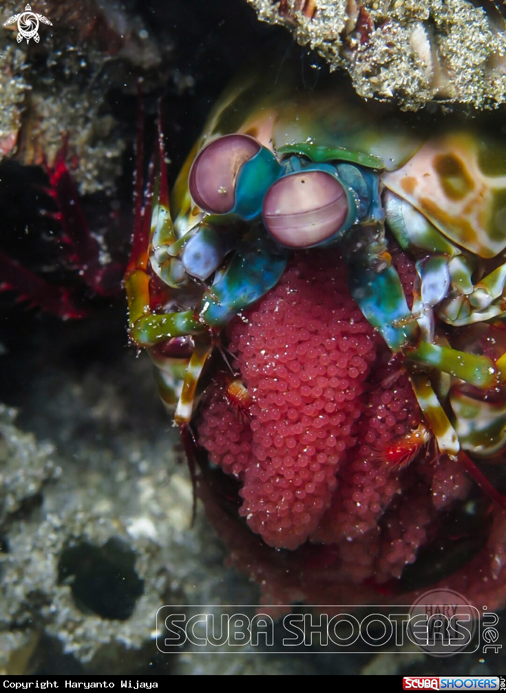 A Peacock Mantis Shrimp