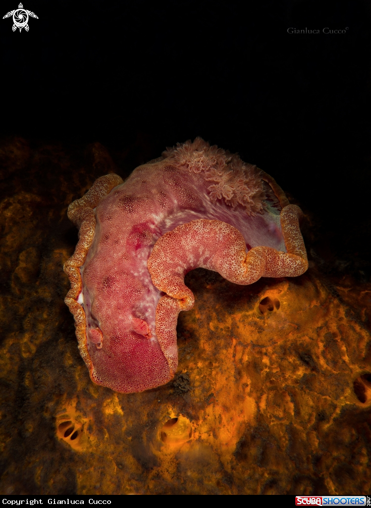 A Spanish dancer