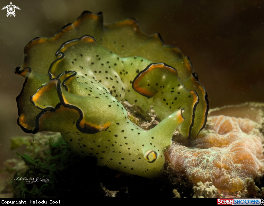 A Nudibranch