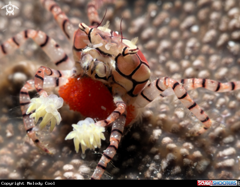 A Boxer Crab