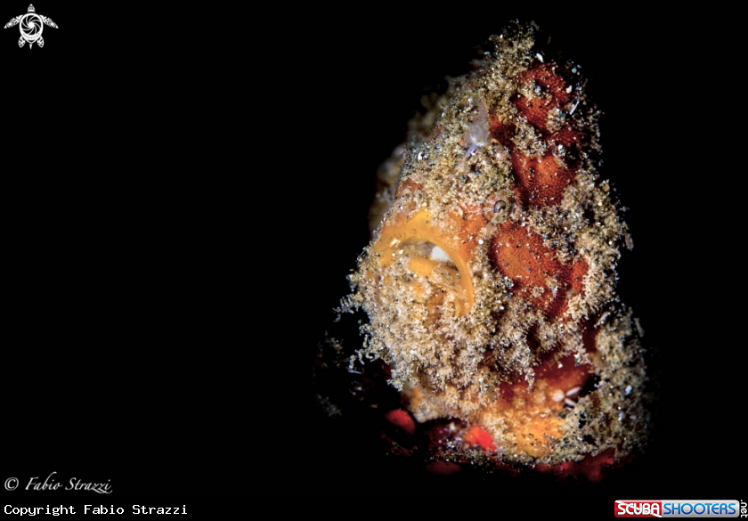 A Frogfish
